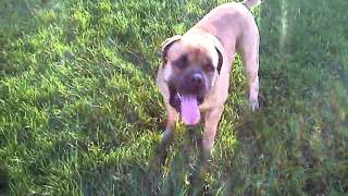 Proof the dogs are both still here