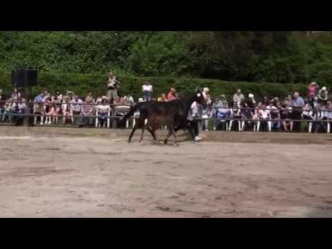 Hengstfohlen von SAINT CYR u.d. Pr.A. Ivoire v. King Arthur