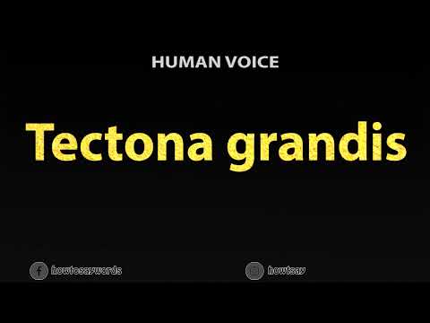 How To Pronounce Tectona grandis
