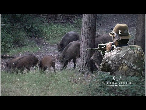 old school wildboar hunt | without thermal scope | hunting film 2022 | ep # 33