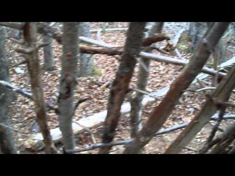 download lagu mp3 mp4 Birds Nest Spruce Scientific Name, download lagu Birds Nest Spruce Scientific Name gratis, unduh video klip Birds Nest Spruce Scientific Name