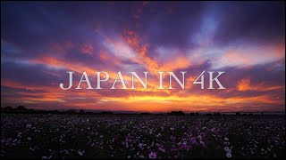 Japan in 4K : 吹上コスモス畑 Twilight