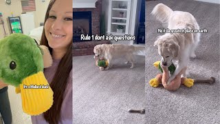 Golden Retriever Charlie Gets New Stuffed Toy For Easter