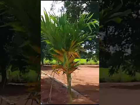 Walkthrough Walkthrough