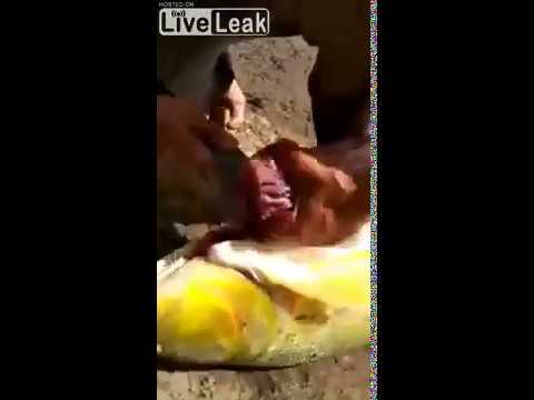 Рыбак нашел банку пива в рыбине