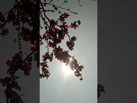 Shimul flower video