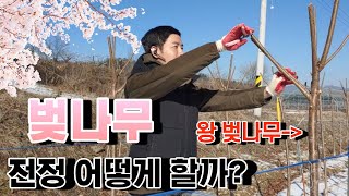 겨울철 왕벚나무 전정 이렇게 하면 된다!