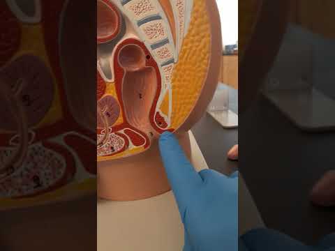 Rectum and anus model