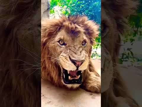 Dangerous African Lion 🦁 | Munib Ziaee  #lion #lion #shair #dangerous #animals #animal #viralshort
