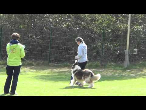 Queenie RO Turnier Bökelberg 16