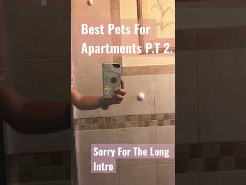 Best Pets For Apartments P.T 2.