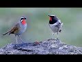Download Lagu Burung Berkecet Leher Merah Pas Mantap Untuk PIKAT Burung Kicauan Mp3 Free