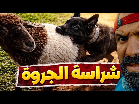 هل يمكن أن تؤذي الكلبة الأغنام؟