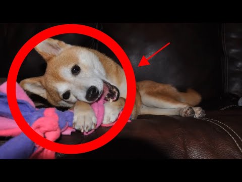 How To Stop Puppy Chewing Furniture, Shoes & Clothes?