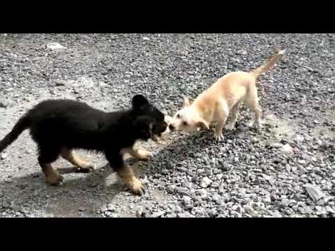 Bob und Kali suchen ein Zuhause!