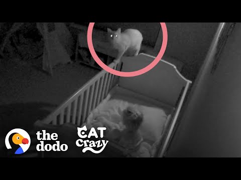 Rescue Cat Sneaks Into His Sister's Crib At Night | The Dodo Cat Crazy
