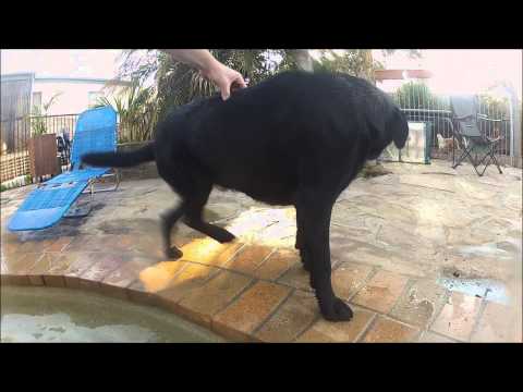 Dog trying to kick start himself