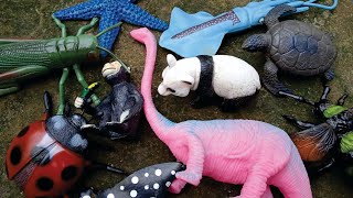 Hunting found turtle, wasp, stingray, grasshopper, starfish, beetle, dinosaurs, 