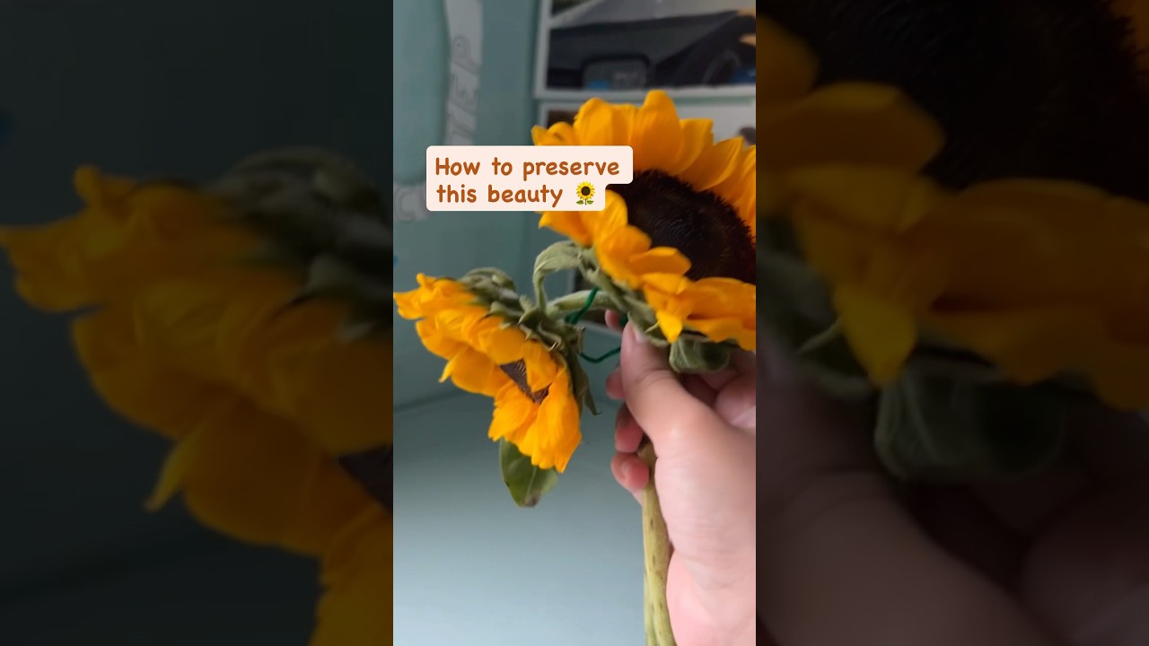 🌻 How to Preserve a real Sunflower | Hanging Upside Down Drying Method