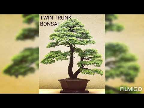 Bonsai styles- by Reshma Raj R, Natural Science, 2020-22 batch