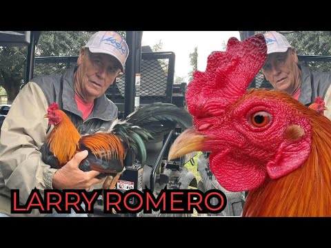 Larry Romero Albany Sweater Kelso Grey - Outdoor Breeding Pens Free Range Green Jean Farm