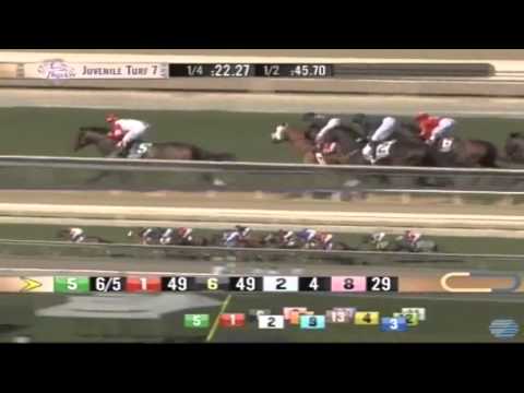 01.11.2013 Santa Anita Park (USA) 7.Race Breeders Cup Juvenile Turf 2013 - Group I 1.609 m