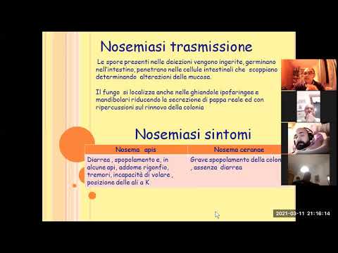 , title : 'Introduzione patologie  Nosemiasi'