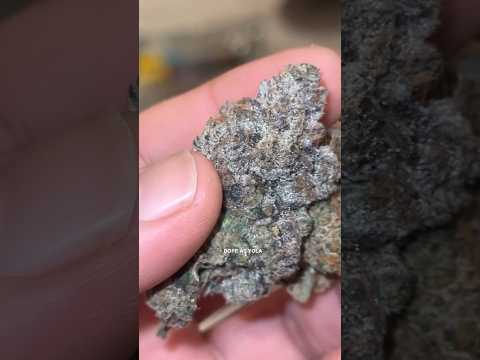 Top Shelf Choices 👍🏽🌲🔥💨 #420