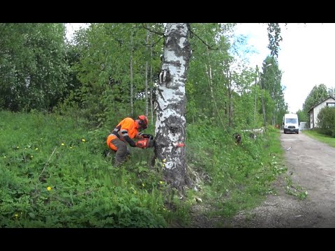 Metsolan Metsäkoulu 214 - Vaara vaanii selän takana