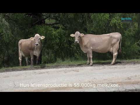 Superbrown koeien / Brown Swiss