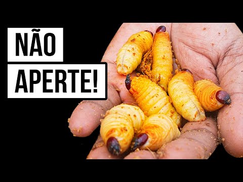 14 insetos que farão você pensar duas vezes antes de acampar na mata