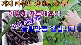 가지 키우다 멋대로 자라면 이렇게 자르세요!!! 다시 새롭게 모양 다듬어지고 놀랄만큼 많이 열릴겁니다.(가지…