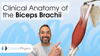 Clinical Anatomy of the Biceps Brachii | Expert Physio Guides you through 3D Anatomy Tutorial!