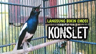 Download lagu LANGSUNG BIKIN EMOSI KONSLET NYAUT GACOR ON !! PANCINGAN KACER GACOR PASTI NYAUT AMPUH. mp3