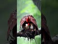 Cardinal Bird Keeps Chicks Safe in the Rain #mother  #birds  #cardinal #rain   #cute  #trending