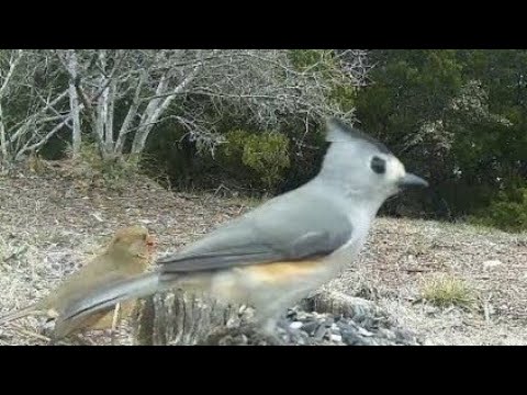 Black Crested Titmouse