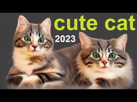 Watch What Happens When Afifa's Kids Meet a Cute Cat in 2023!