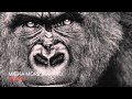 Micha Moor & Avaro - Kwango (Original Mix ...