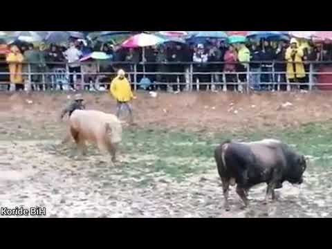 ŽUJA vl.braca Tubić vs GOLUB vl.Dado Kurtaljević