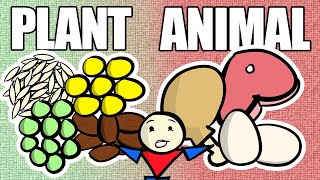 Are Plant Proteins Really Worse Than Animal Proteins?