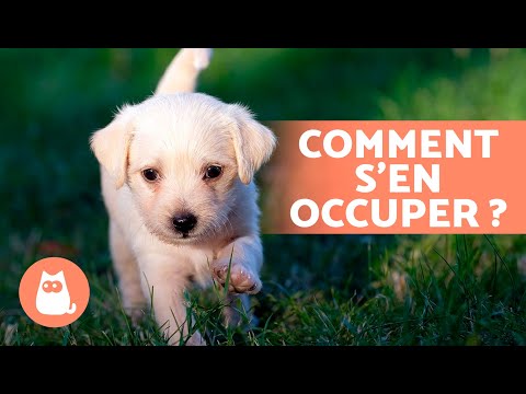 Comment PRENDRE SOIN D'UN CHIOT ? 🐶 (Éducation, Alimentation, Hygiène et Jeu)