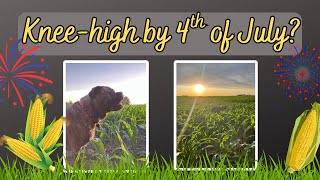 Watching the Corn Grow!