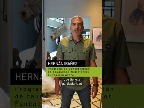 Santuario Natural del Cauquén Colorado #aves #cauquenes