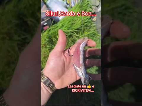 Siluro, Sarda e Boa in FIUME...#river #teamdreambigone#siluro#fiume #big #sarda