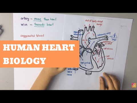 Biology- Human Heart Video