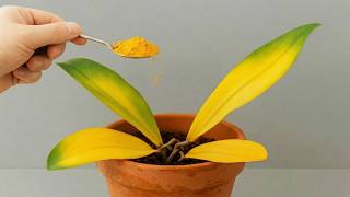 How to revive any dying orchid with this simple trick Always works!🌳