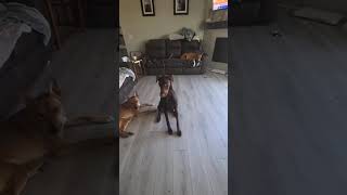 Video preview image #1 Doberman Pinscher Puppy For Sale in Buffalo, MN, USA