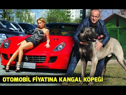 Otomobil Fiyatına Kangal Köpeği