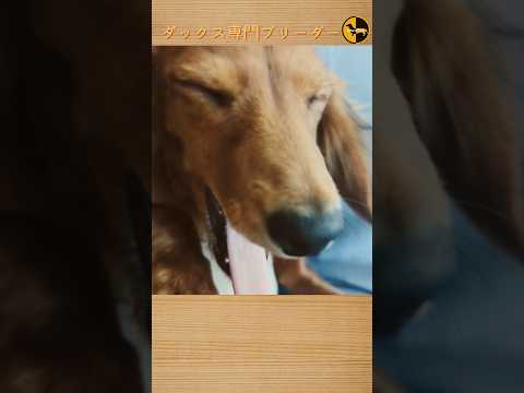 なぜ鶏にタイムを与えるのでしょうか？ブリーダーはそれをどのように利用して、その 3 つの驚くべき利点を享受しているのでしょうか?  庭園