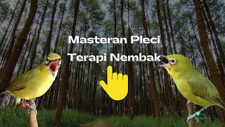 Download lagu Masteran Pleci Wit Wit Panjang Ngayun/Selow Speed Jos mp3